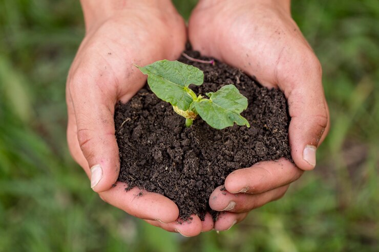 hands-holding-soil-with-organic-plant_23-2148488561